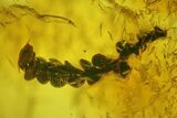Five Fossil Flies, Wasp and Liverwort in Baltic Amber #200097-4